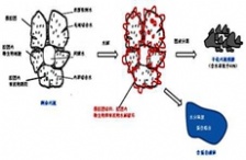 “微生物蛋白提取技术