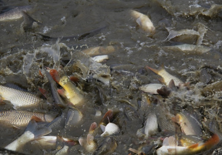  养殖业的溶氧知识