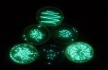  水质生物毒性如何检测