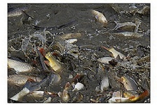  水产养殖过程中溶解氧的重要性