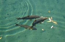 水中溶解氧的测定影响因素