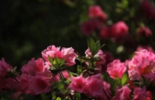  杜鹃花为什么会破坏生态环境