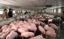  养猪场废水污泥处理的工艺选择