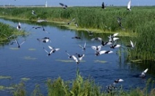  用人工技术保护长江生物多样性