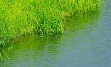  氨氮超标的原因及危害