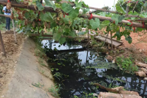 长沙市后湖：彻底消除黑臭，实现&ldquo;长治久清&rdquo;